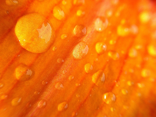 Drops On Bright Orange Flower Flickr   Photo Sharing