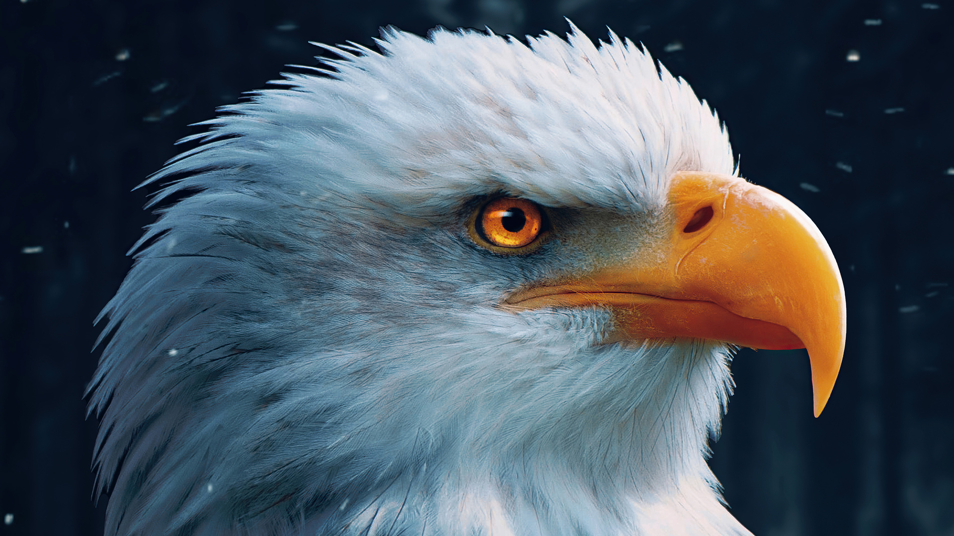Bald Eagle Closeup 4k Laptop Full HD 1080p Wallpaper
