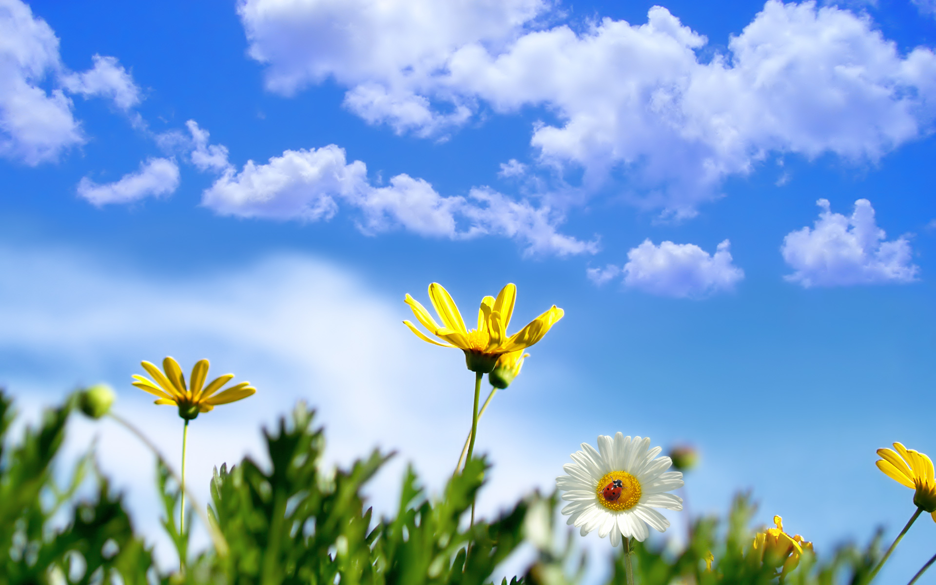 Scenery Wallpaper Shows Sunny Springtime Keep Spring All