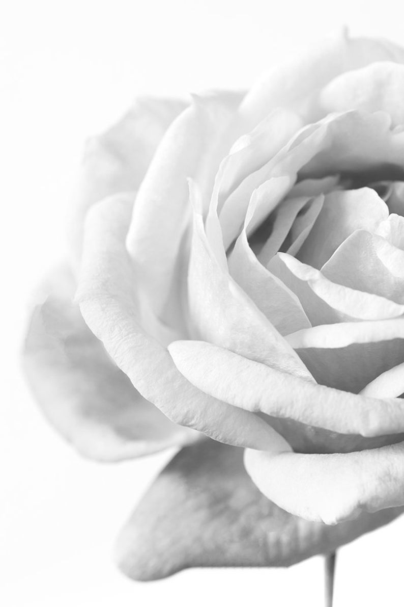 Black And White Rose Art Flower Photography Minimalist In