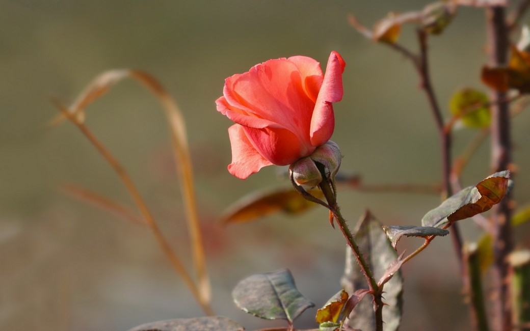 Rose Flower Leaves Thorns Nature Stock Photos Image HD