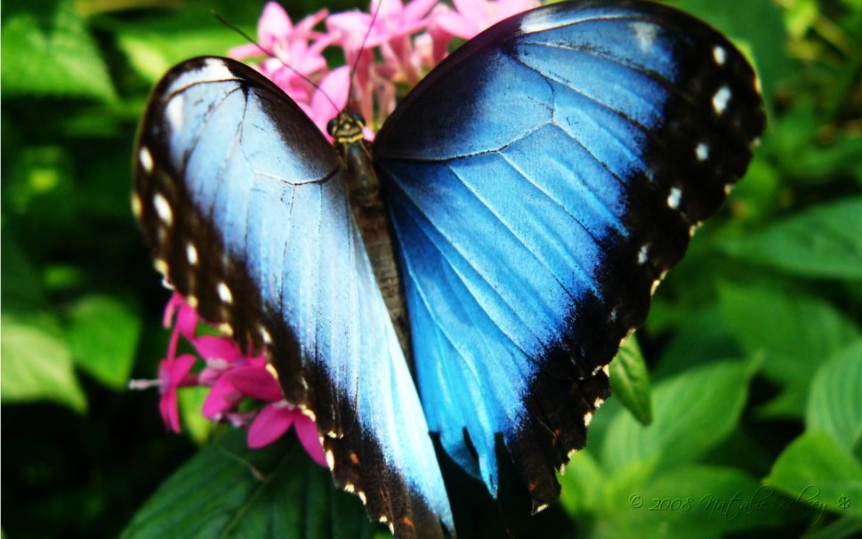 Blue Butterfly On Pink Flower Wallpaper