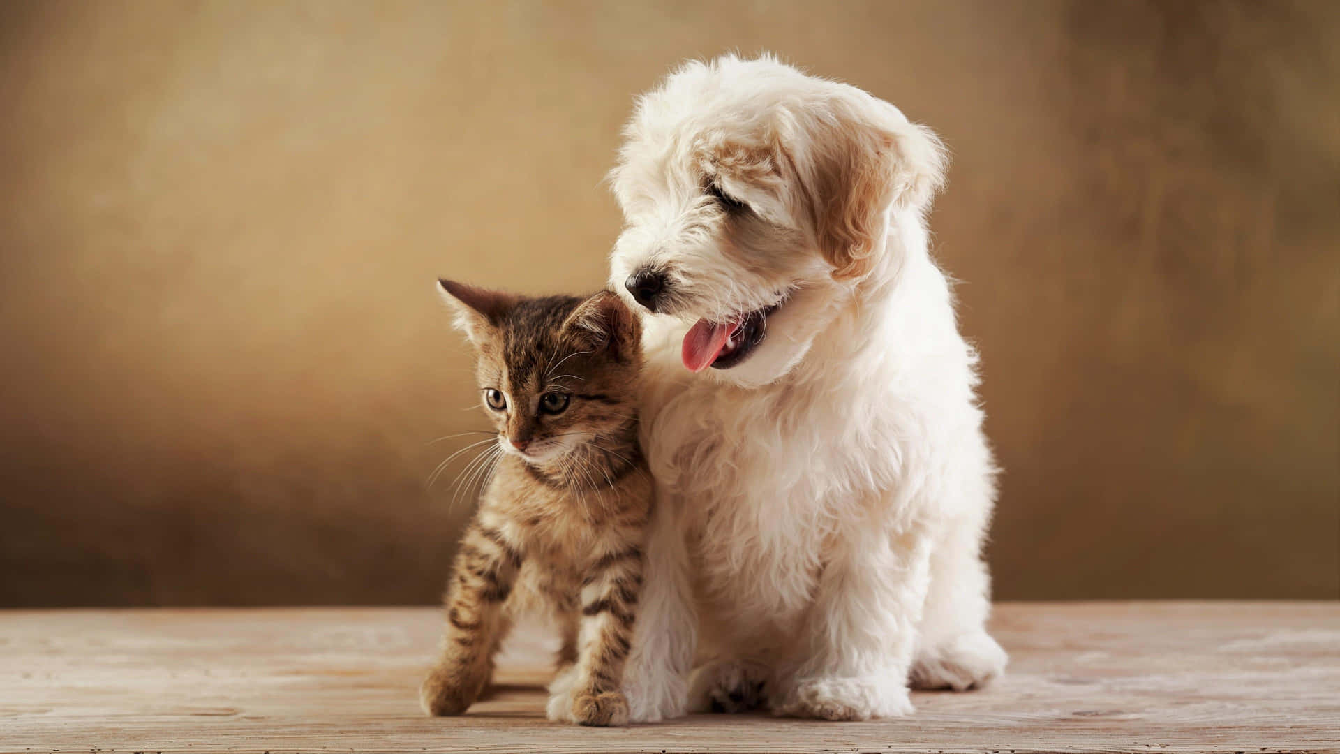 Aesthetic Animals Wallpaper