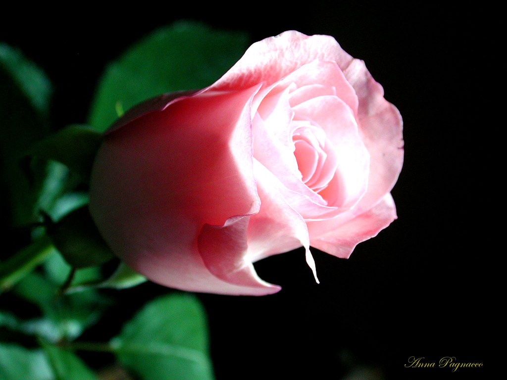 Pink Rose Desktop Wallpaper Flower