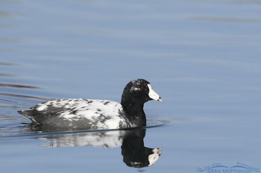 Leucistic American Coot Photos On The Wing Photography