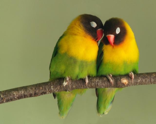 Beautiful Love Birds Wallpaper For Desktop