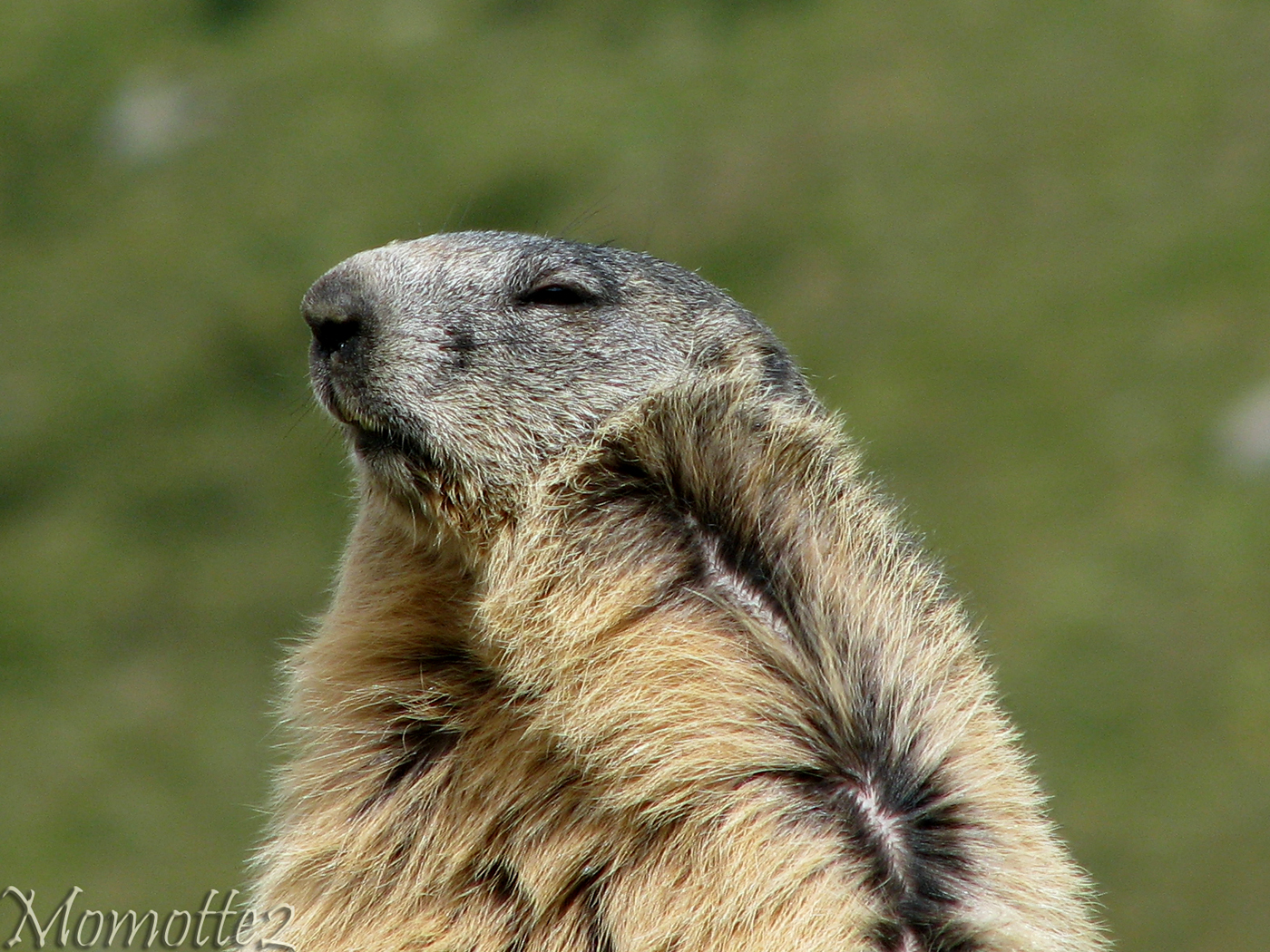 Groundhog Day In The Wind By Momotte2