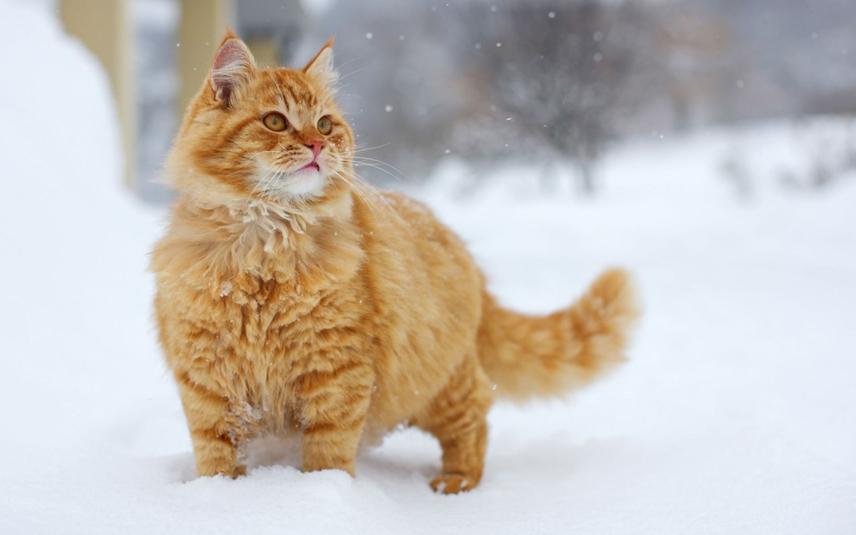 Download Red cat in the snow wallpaper 1728x1080