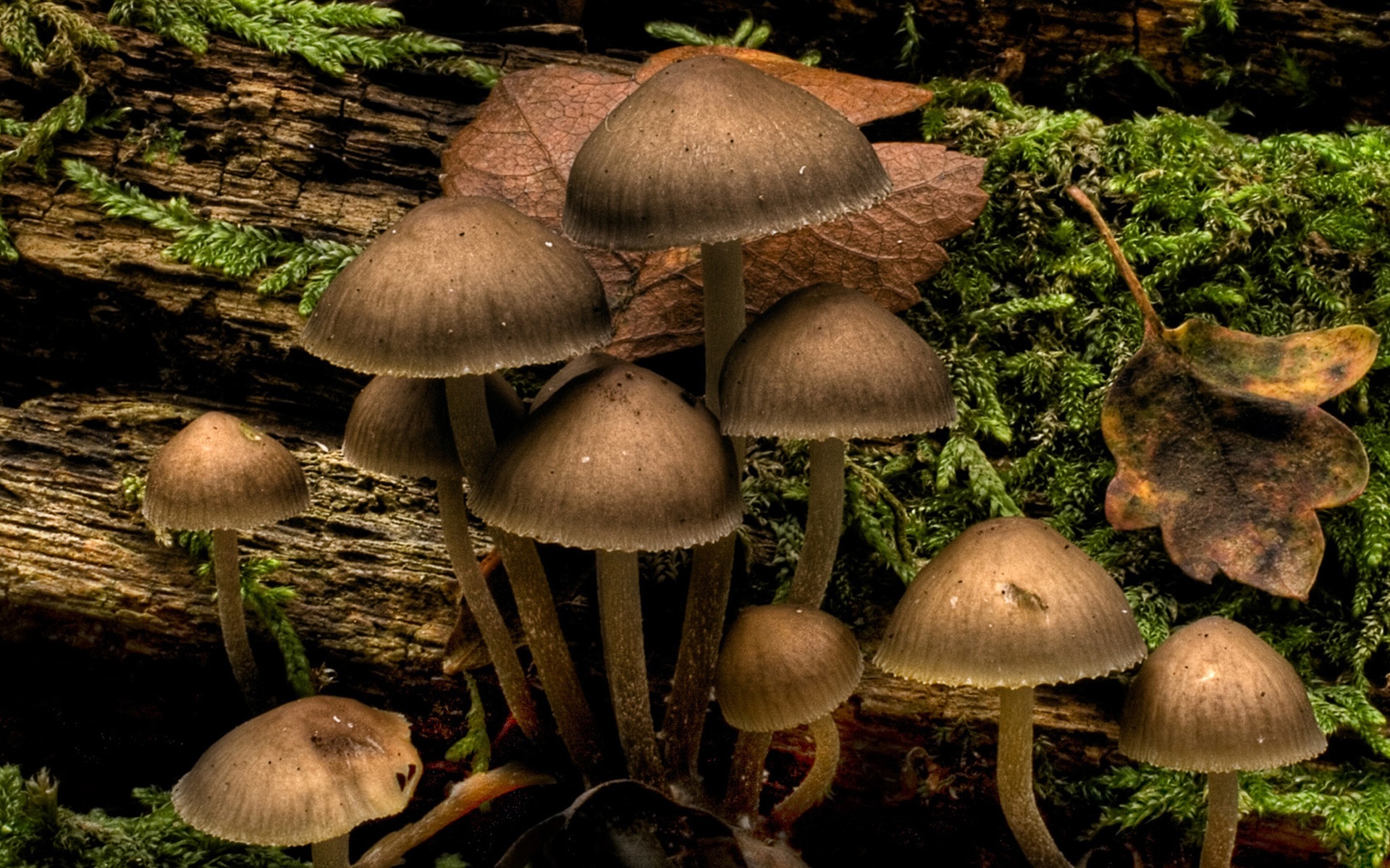 Infected Mushroom Wallpaper By Probotech Digital Art Photomanipulation