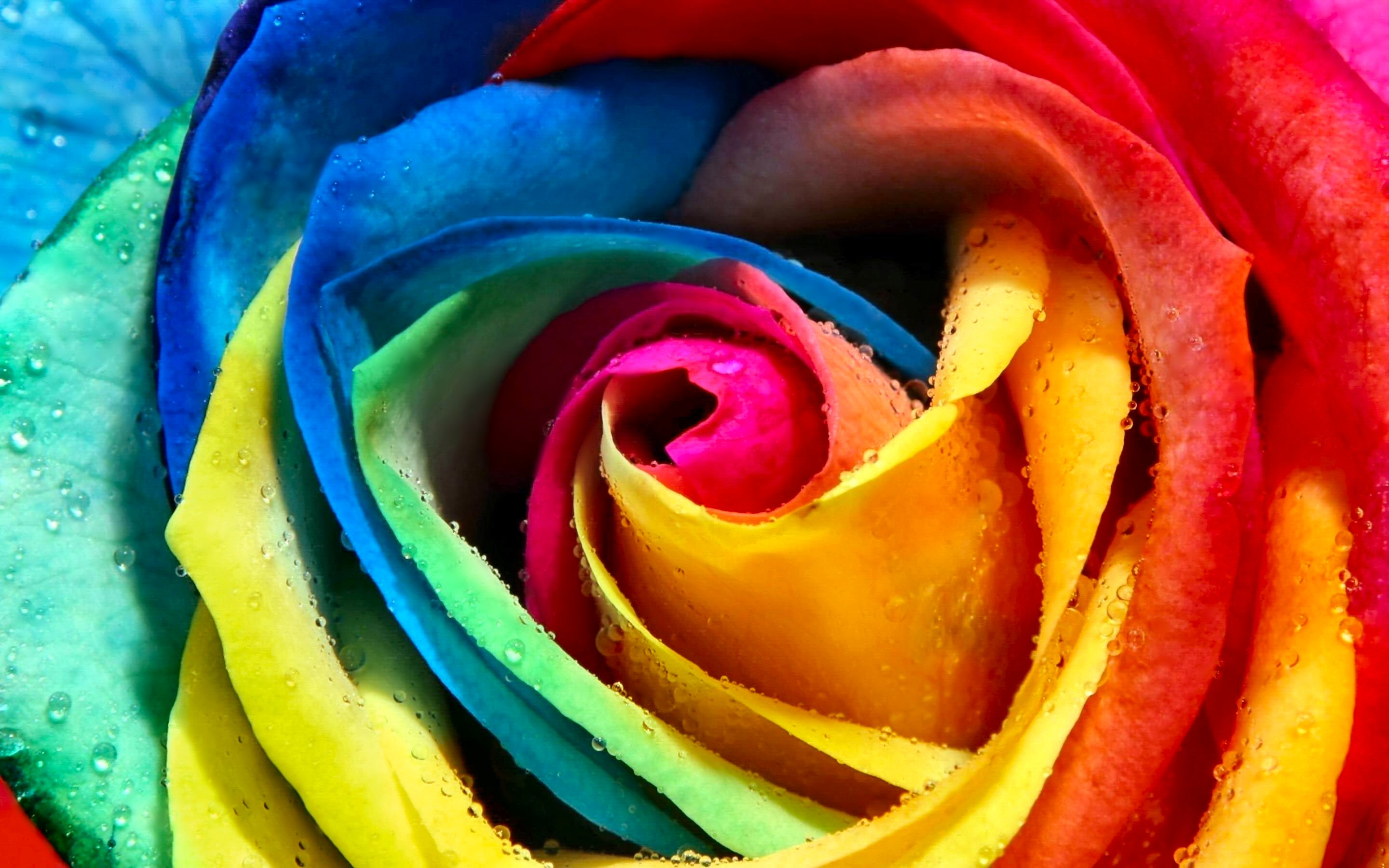 Flower Rainbow Rose For Jersey Girl