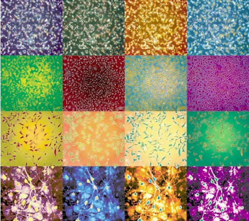 Dna Wallpaper Biology Wallpapers For Desktop Human Cell Wallpaper 500x443