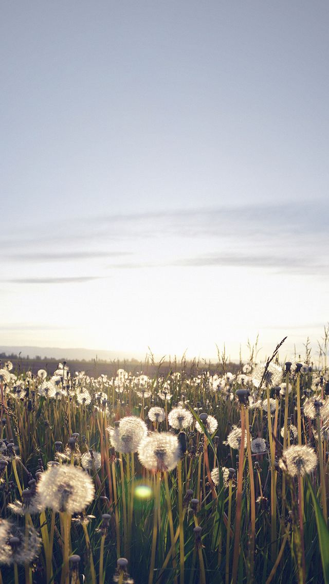 Nature Love Flower Dandelion Field iPhone 5s Wallpaper
