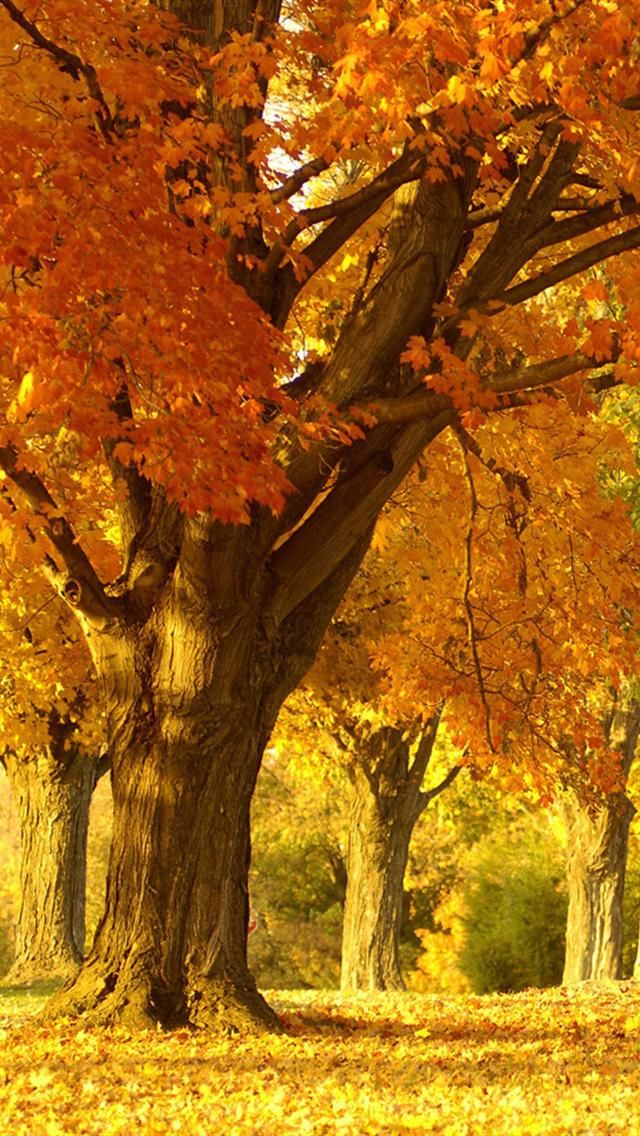 Golden Autumn Tree iPhone Wallpaper HD Trees