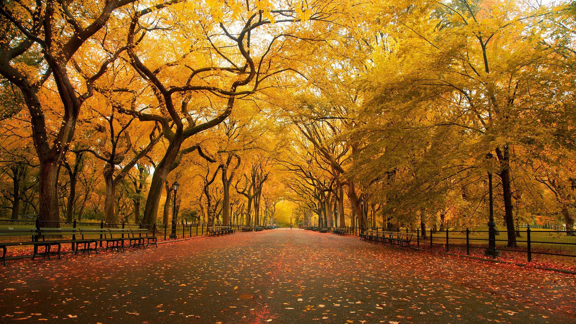 Autumn In The Park HD Wallpaper