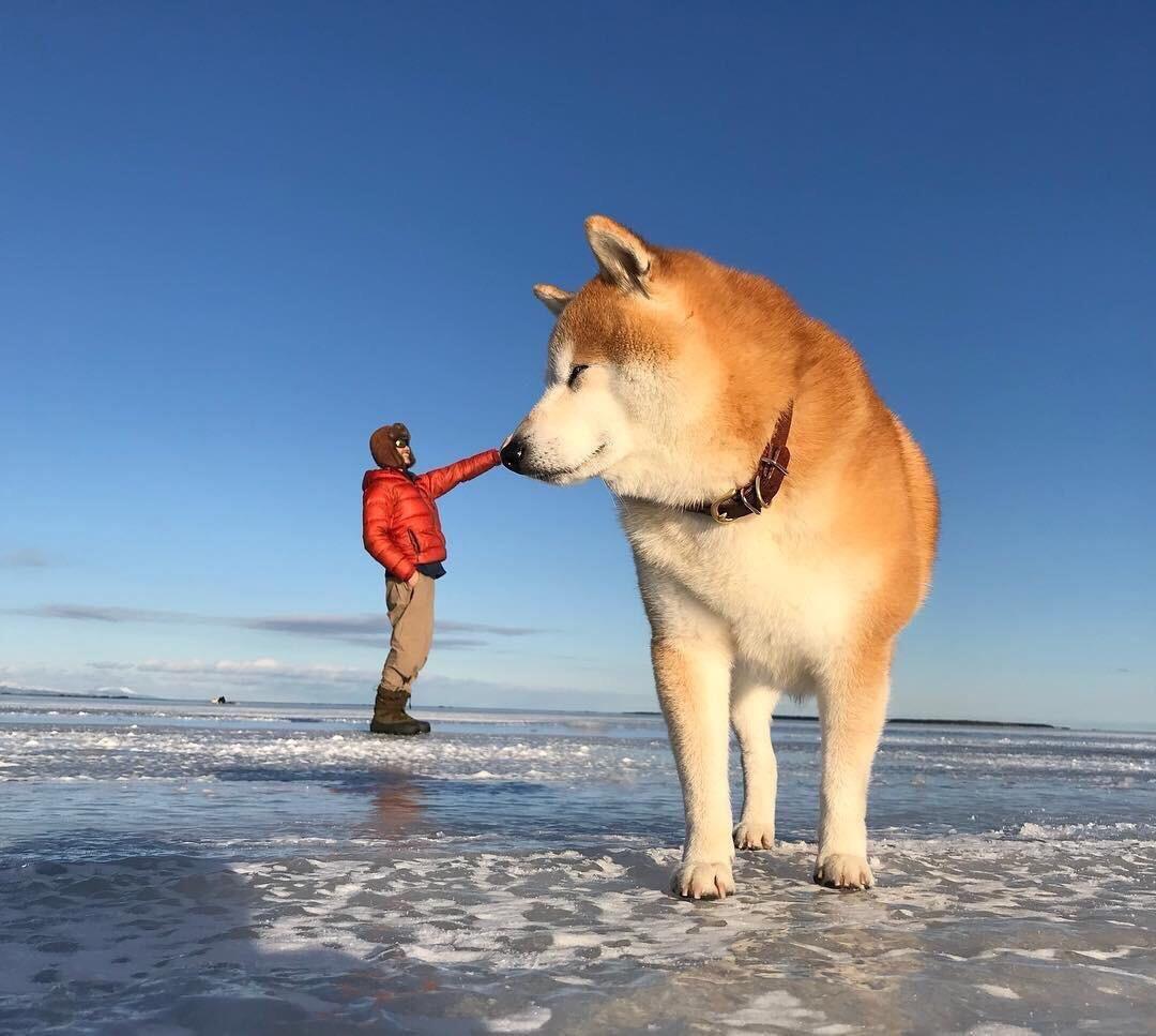 Psbattle This Shibe Posing With His Owner In The Background