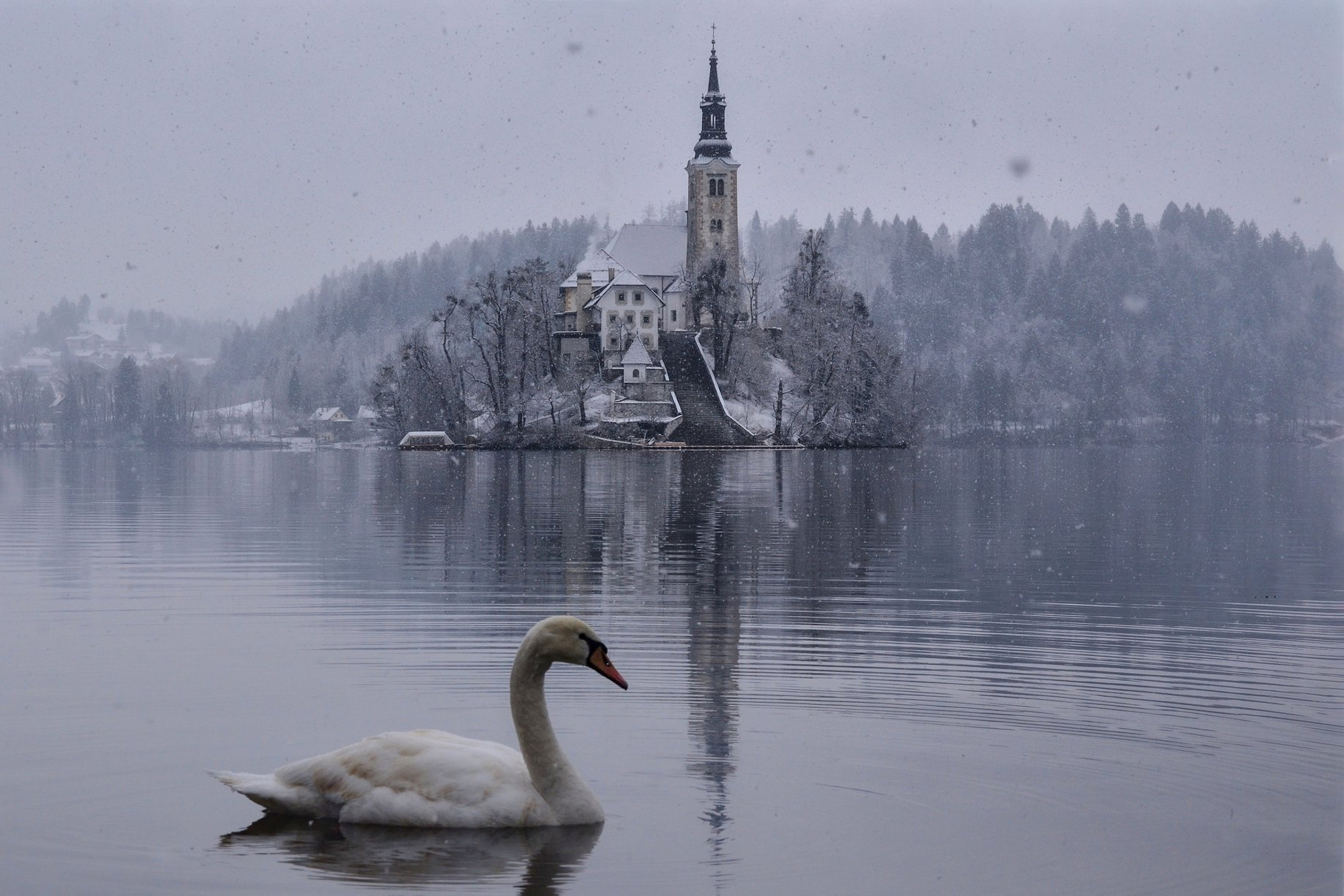 Swan Lake Bled Winter Wallpaper