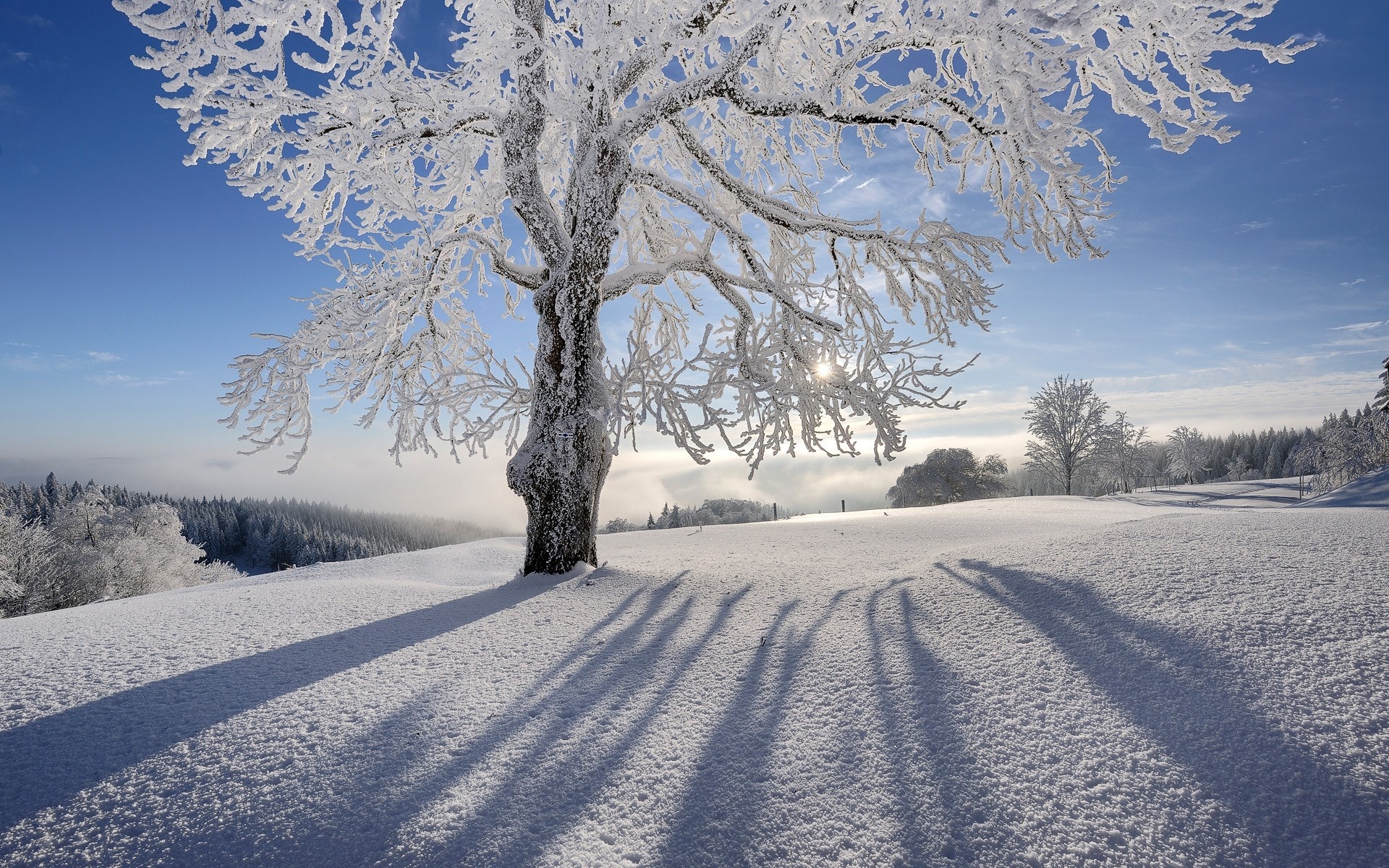 Winter Tree Wallpaper High Definition Quality Widescreen