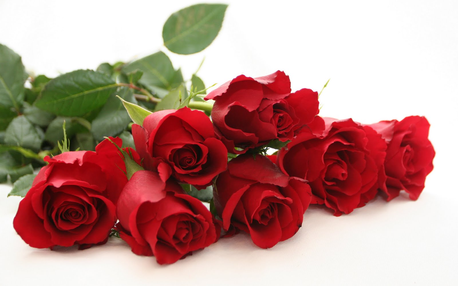 Beautiful All Flowers Red Rose Wallpaper