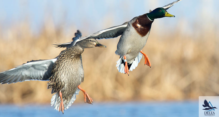 Delta Waterfowl News Events