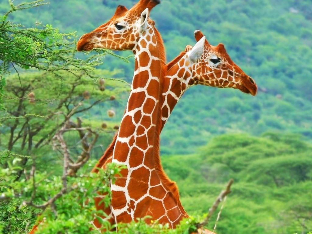 Giraffe In Love HD Desktop Wallpaper Pixel Animal