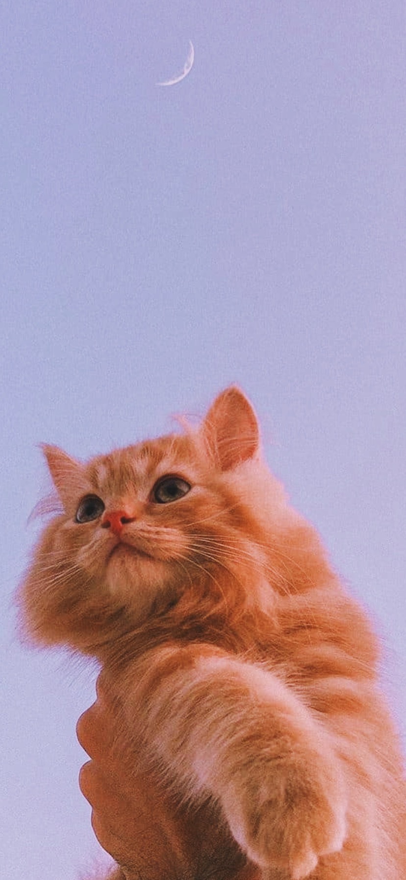 Cute iPhone Lock Screen Wallpaper
