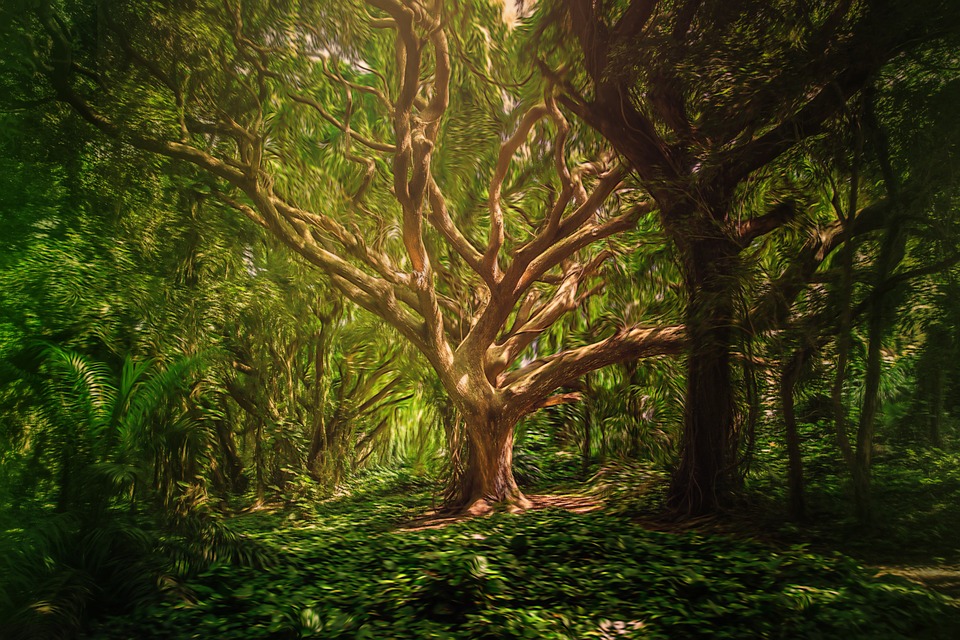 Background Forest Trees Digital Image On
