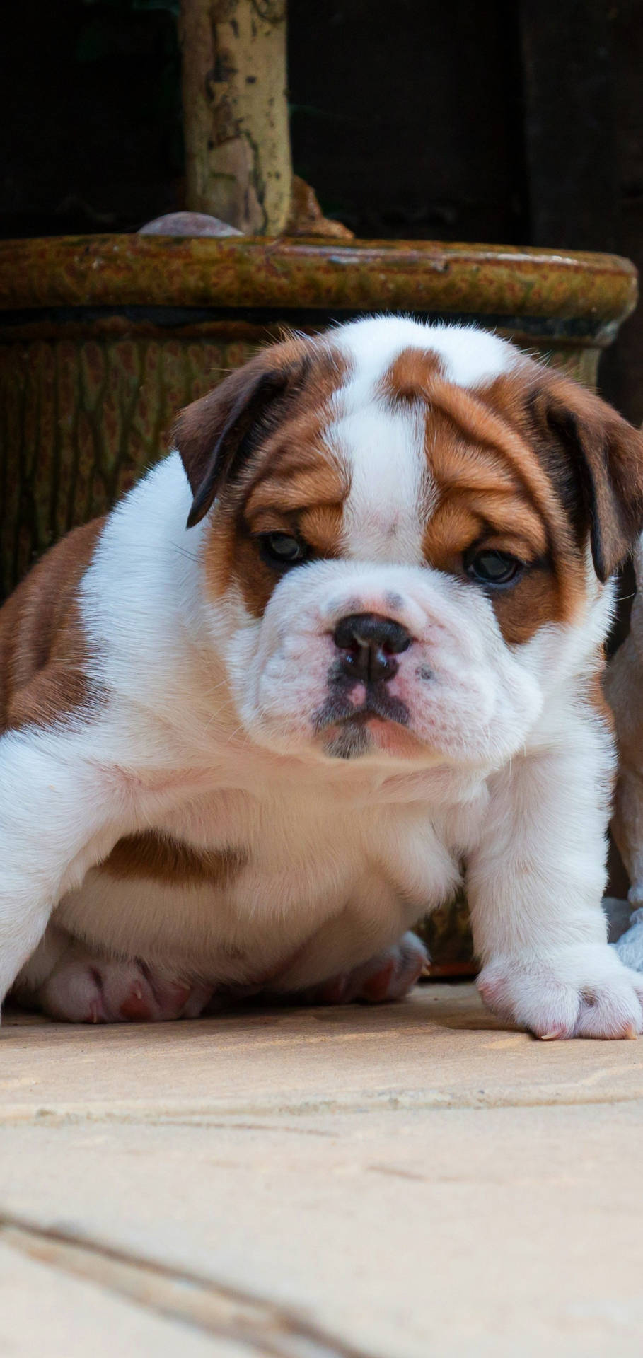 English Bulldog Wallpaper