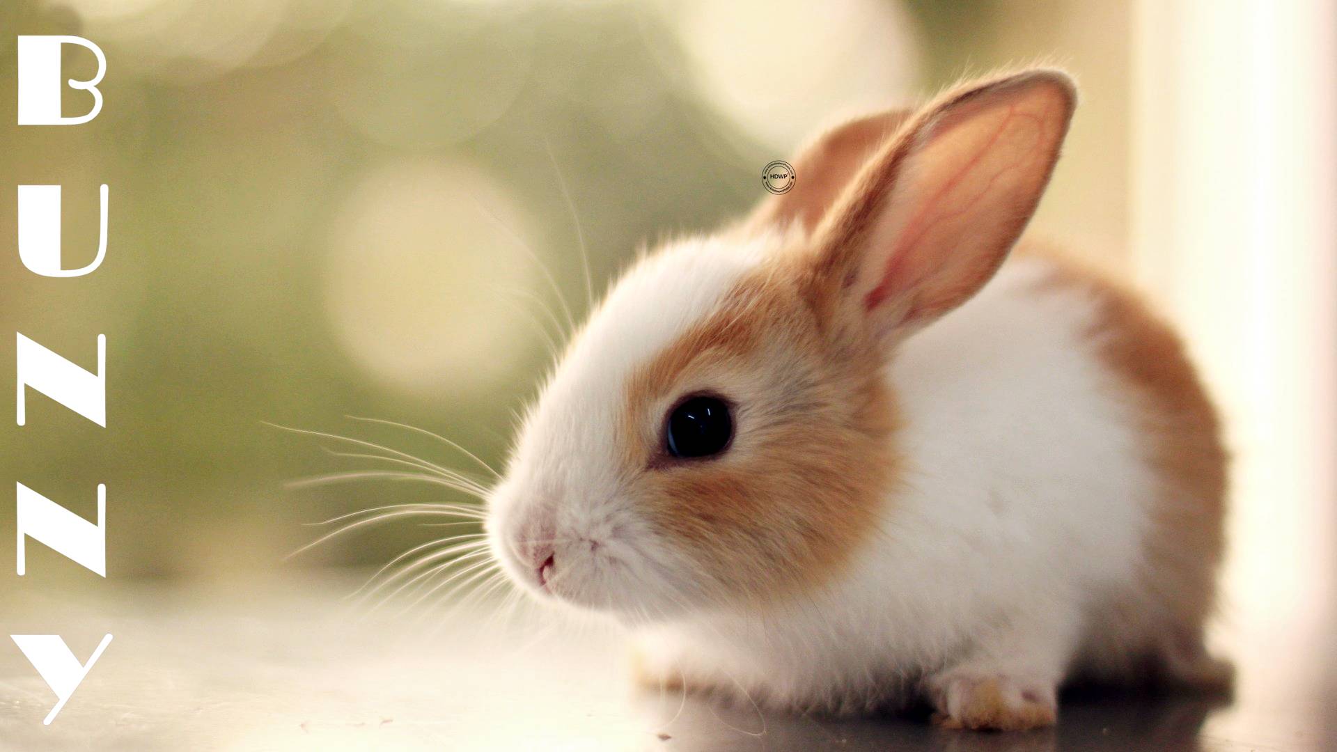 Cute Bunny HD Wallpaper Photos