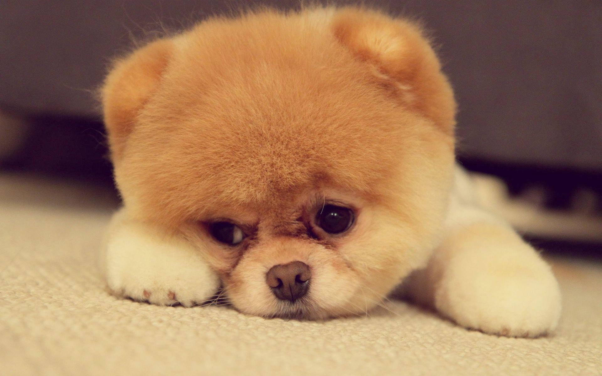 Cute Puppy Wallpaper For Desktop