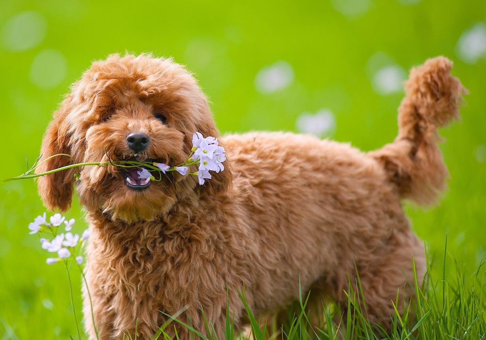 Dog Toy Poodle Flowers Wallpaper