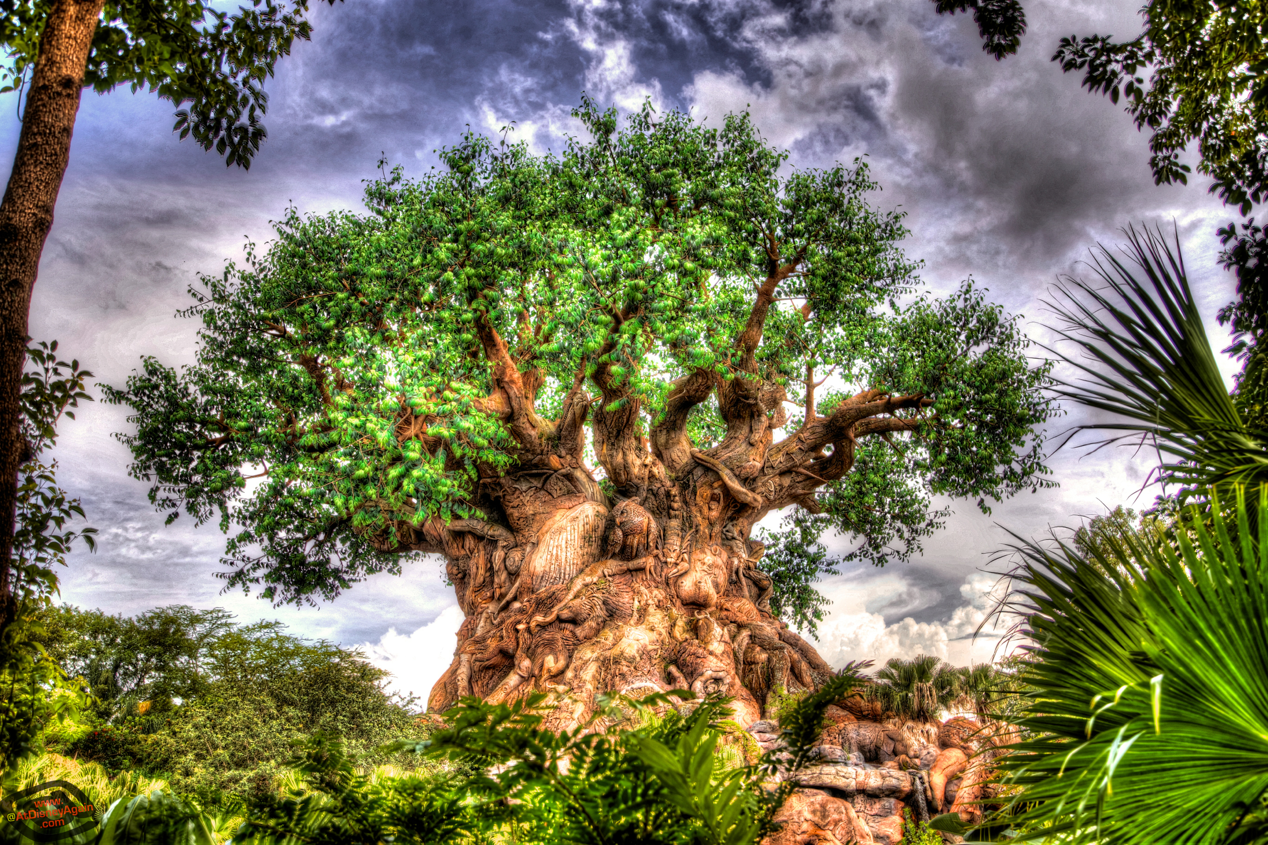 Tree Of Life Wallpaper At Disney Again