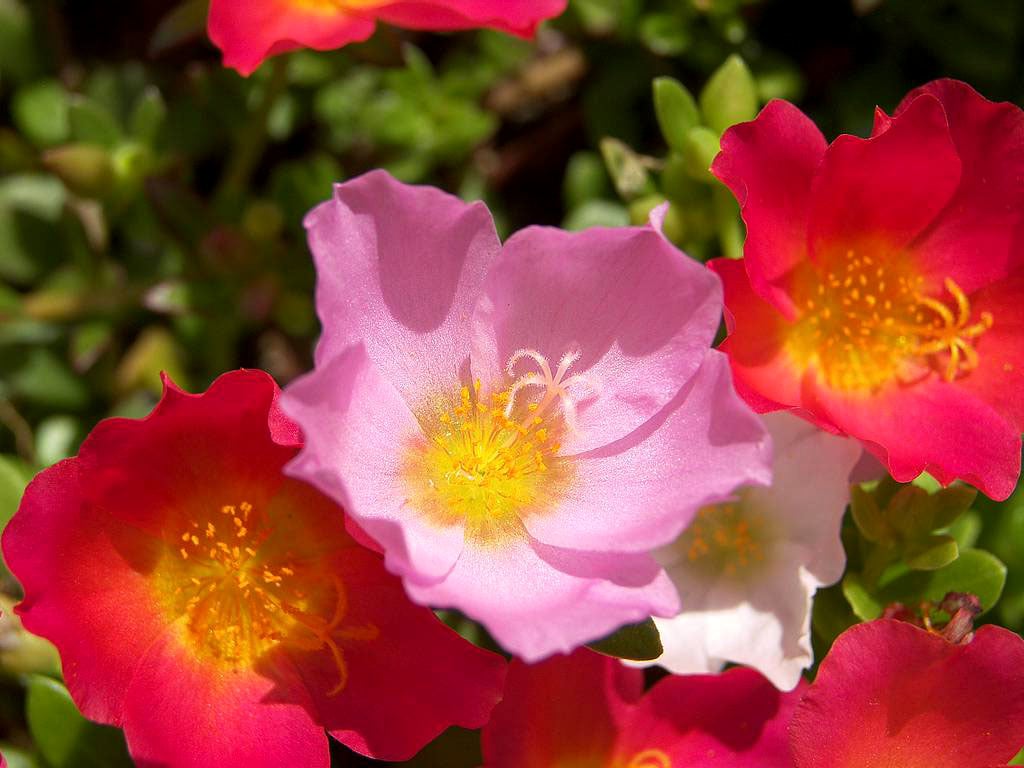 Photos Anemone Flowers HD Wallpaper Gallery