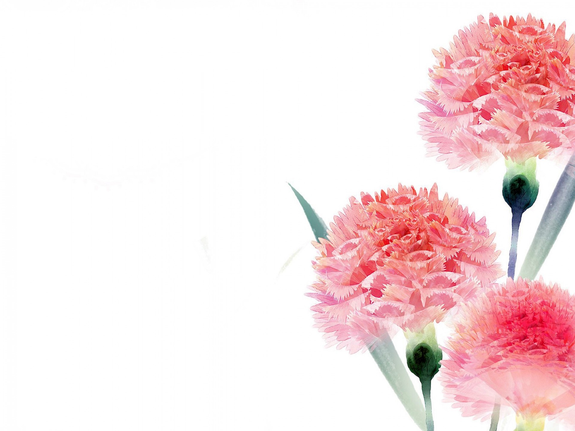 Frosty Pink Carnations HD Wallpaper