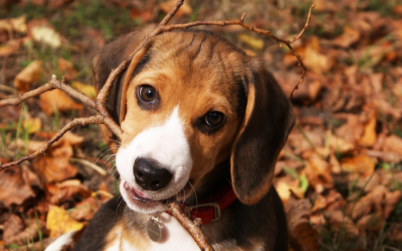 Beagle Puppy Wallpaper For Your