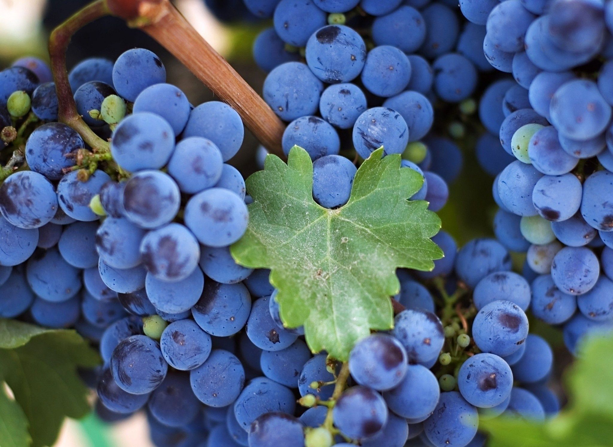 Grapes Computer Wallpaper