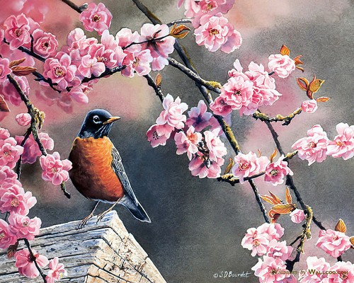 Songbird Art Wallpaper Songbirds Paintings By Susan