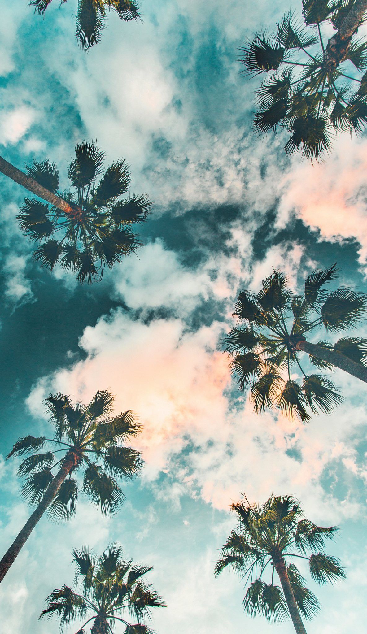Palm Trees Wallpaper