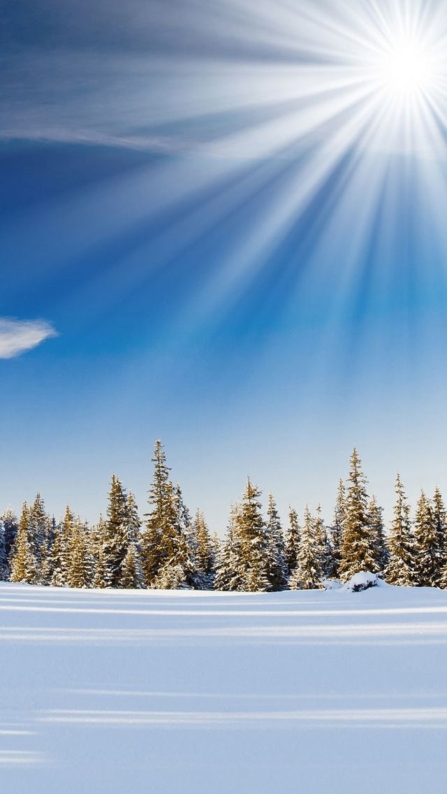 Winter Sunday Pure Forest iPhone 5s Wallpaper in 2020 Iphone