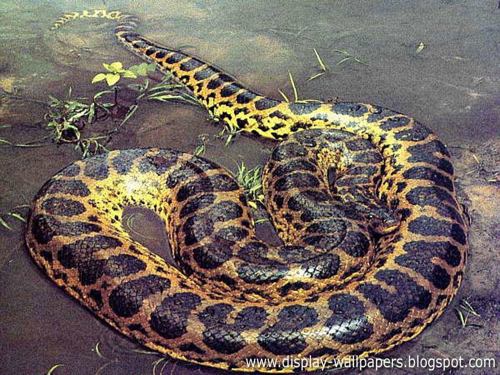 Great Anaconda Snake Wallpaper Unique