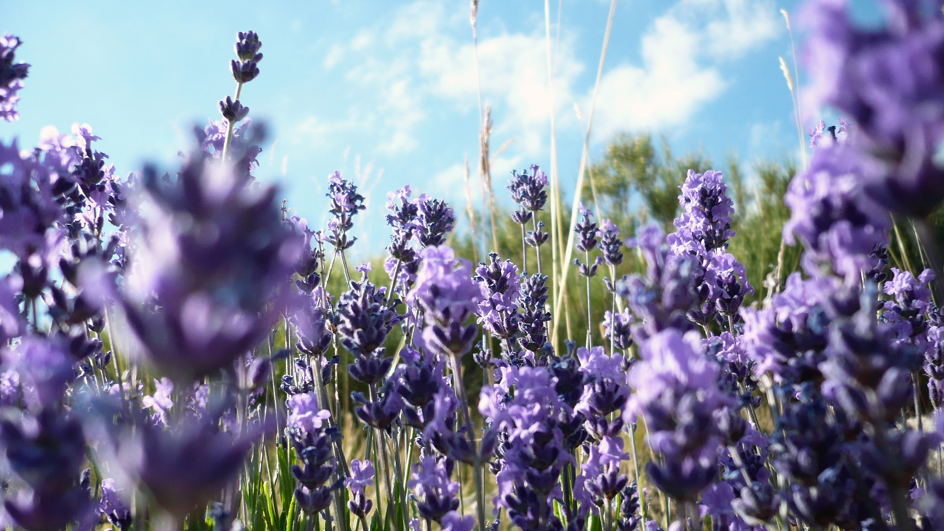 Lavender Wallpaper Desktop