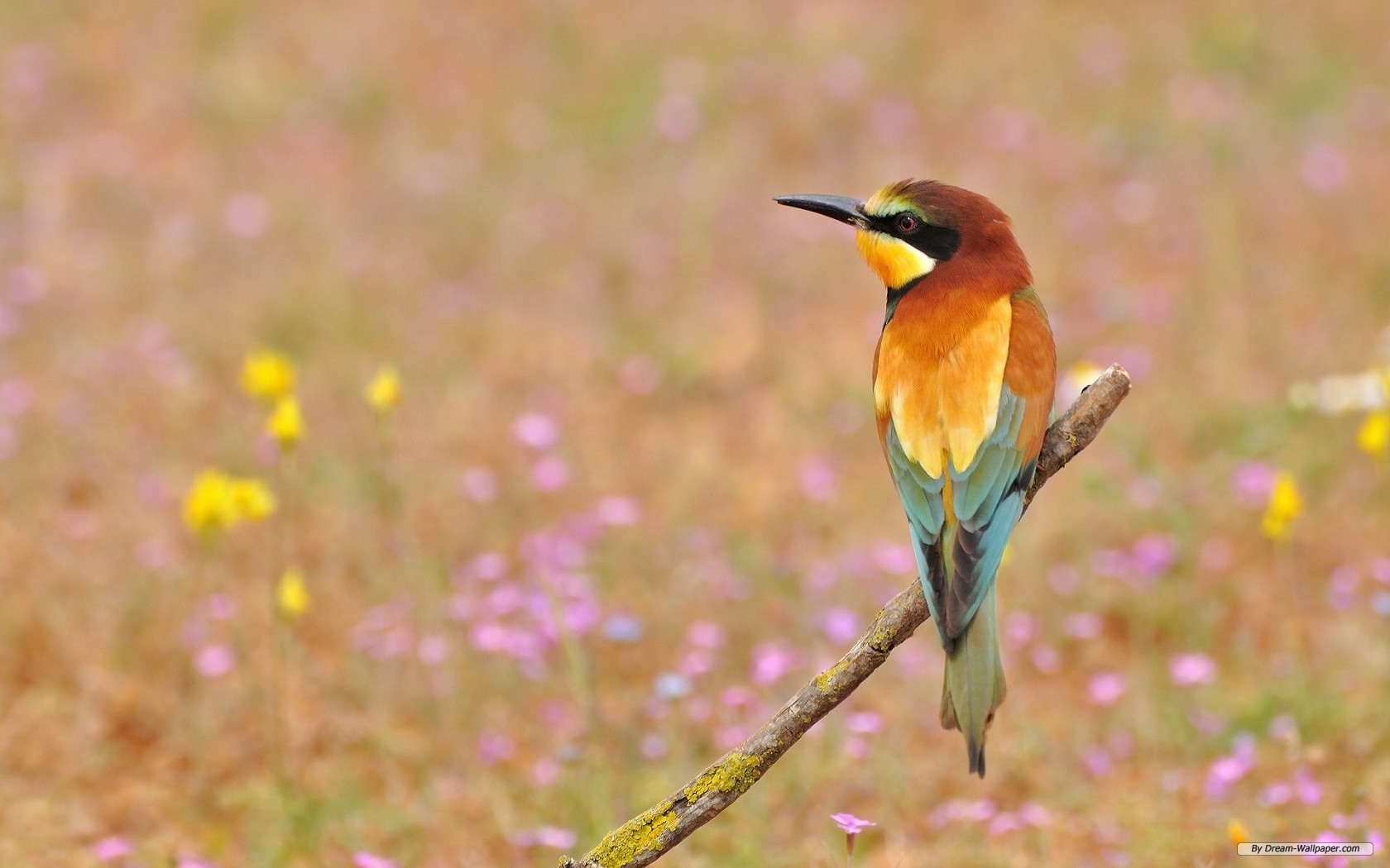 Wallpaper Animal Spring Flowers And Birds