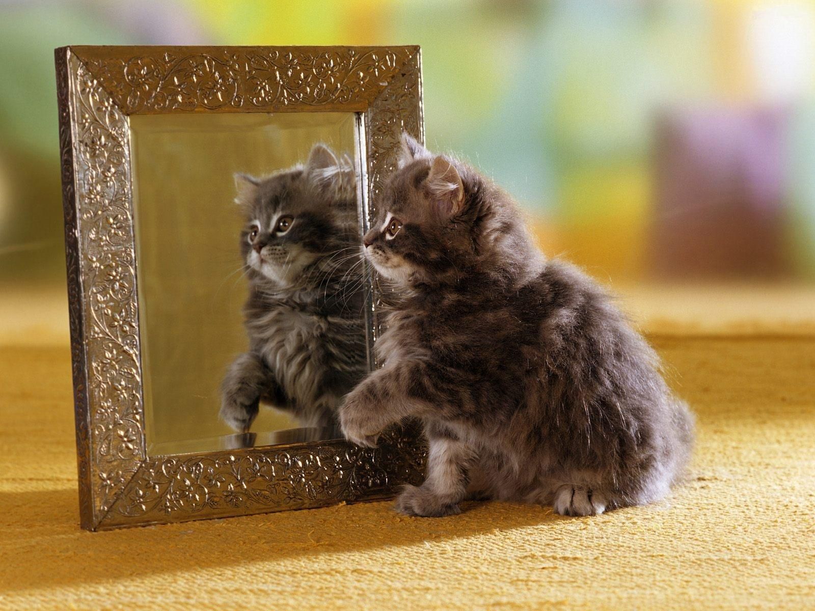It Looks Like Me Animals Cats Cute Kitten Mirror