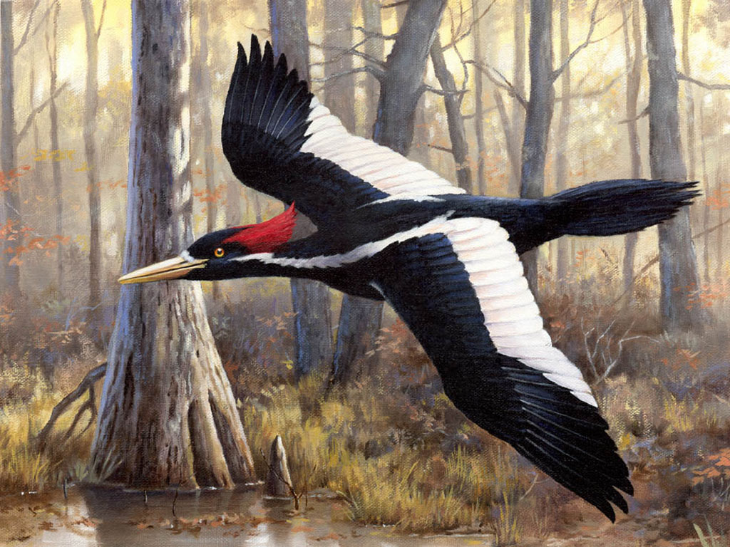 Ivory Billed Woodpecker Wallpaper HD Background
