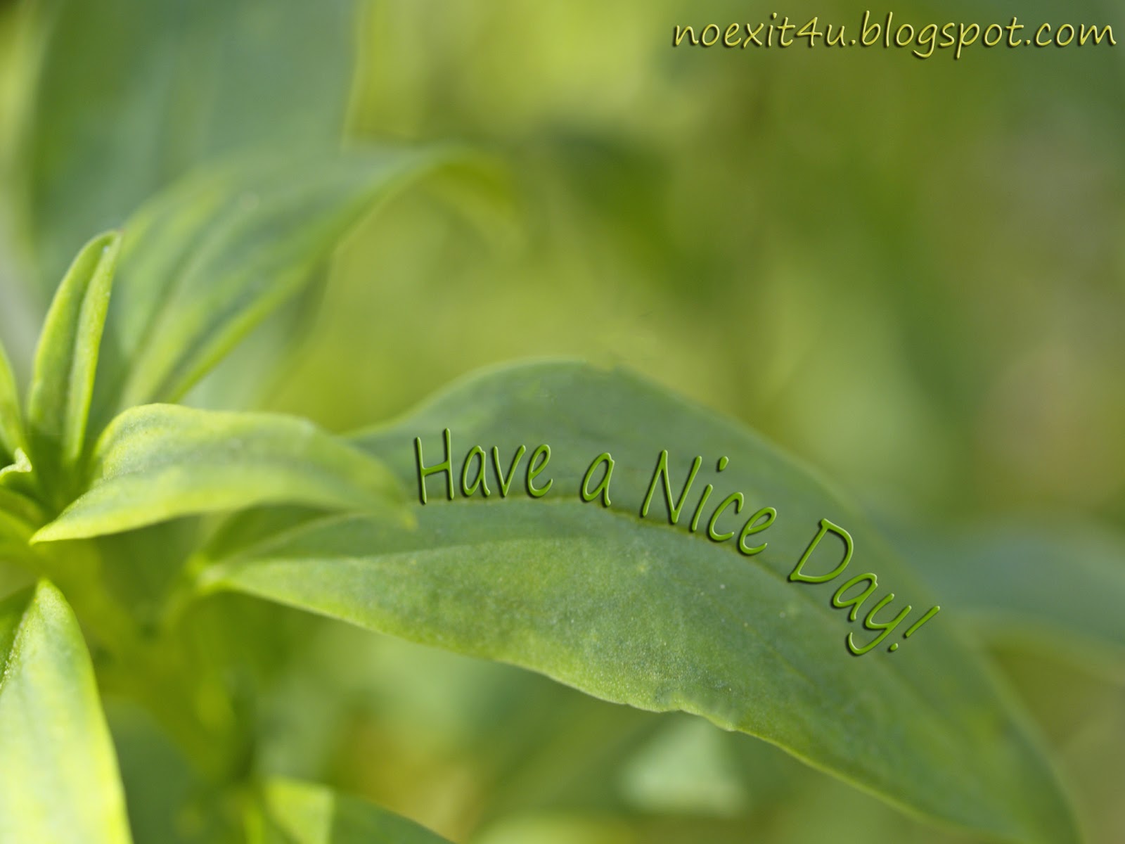 Have A Nice Day Wallpaper HD Noexit4u