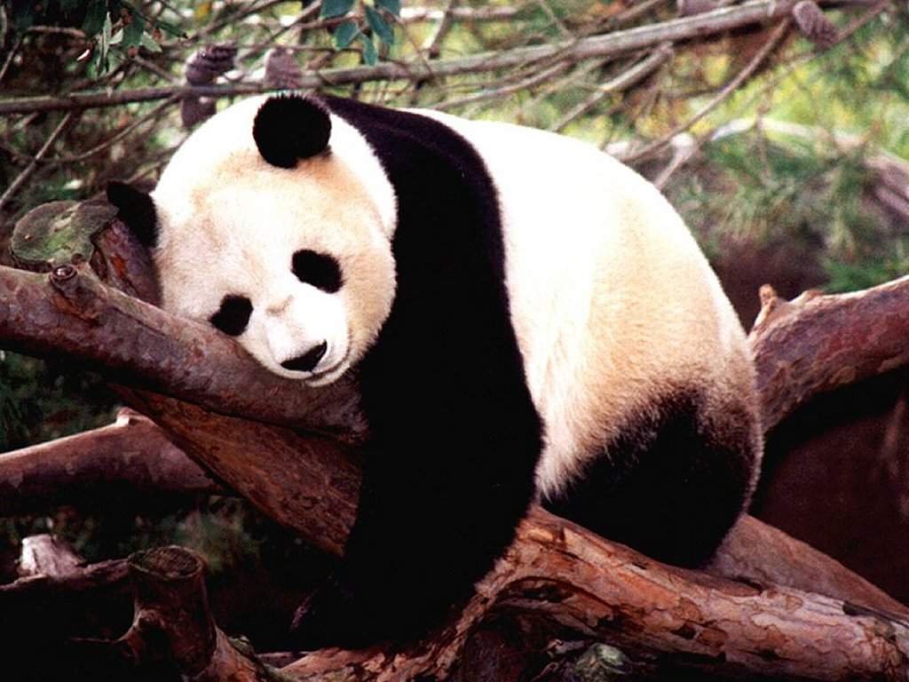 Funny cute panda wallpaper Funny Wallpaper