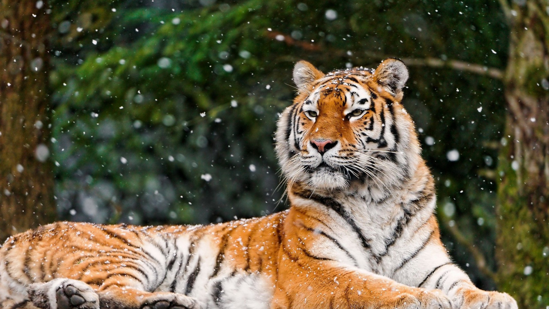 Wallpaper 1920x1080 tiger snow lying animal Full HD 1080p HD 1920x1080