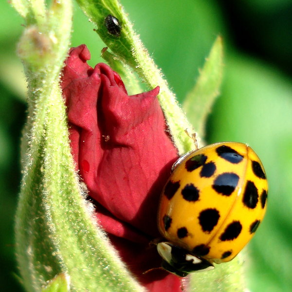Yellow Ladybug On A Red Rose By Dieffi