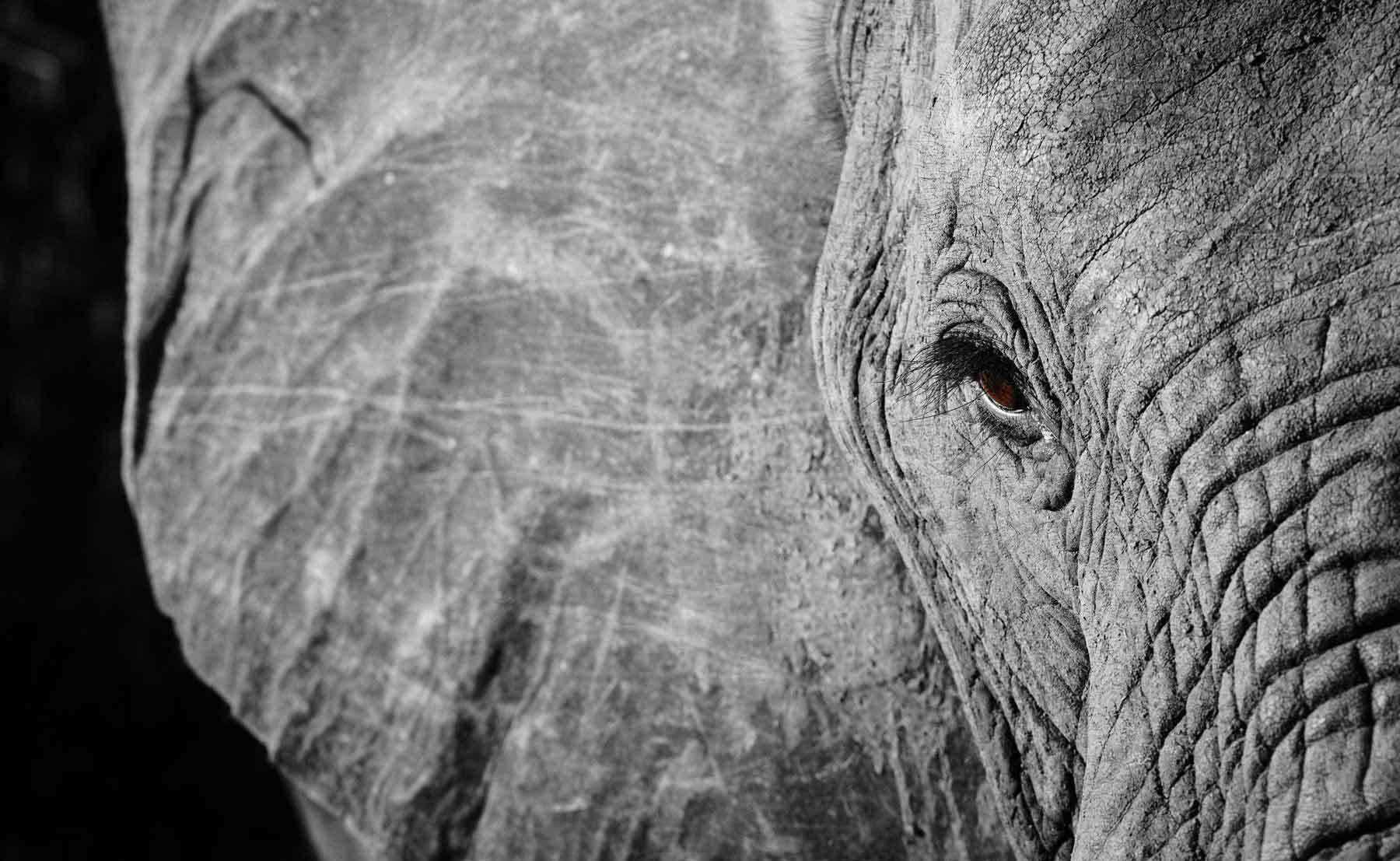 HD Elephant Wallpaper