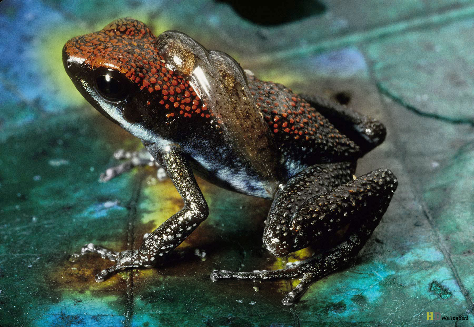 Frog Rainforest Animals Wallpaper HD