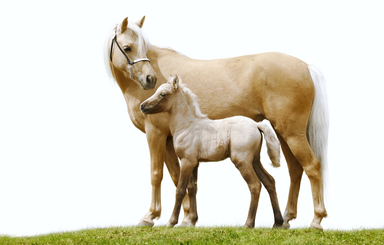 Wallpaper Grass Horse Pair White Background Foal Image